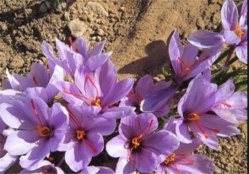 saffron shop in SD,buy saffron in SD,buy persian saffron in SD,purchase saffron in SD,major purchase in SD,red saffron in SD,saffron shop in SD, saffron,iran saffron in Tennessee,persian saffron in Tennessee,iranian saffron in Tennessee,