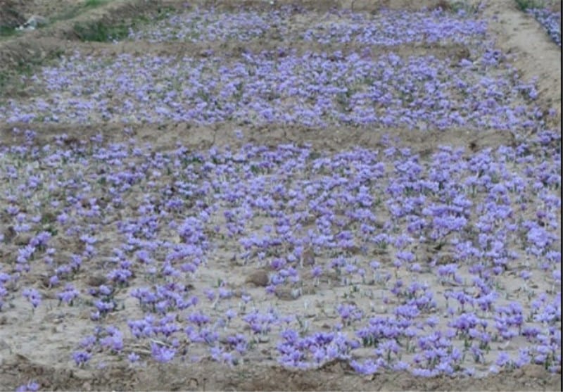price of saffron in Tennessee,saffron in Tennessee,saffron companies in Tennessee,saffron price in Tennessee,saffron iran in Tennessee,saffron shop in Tennessee,buy saffron in Tennessee,buy persian saffron in Tennessee,purchase saffron in Tennessee,major purchase in Tennessee,