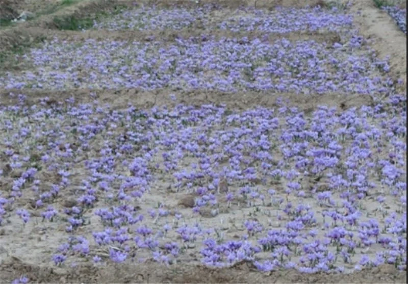price of saffron in Tennessee,saffron in Tennessee,saffron companies in Tennessee,saffron price in Tennessee,saffron iran in Tennessee,saffron shop in Tennessee,buy saffron in Tennessee,buy persian saffron in Tennessee,purchase saffron in Tennessee,major purchase in Tennessee,