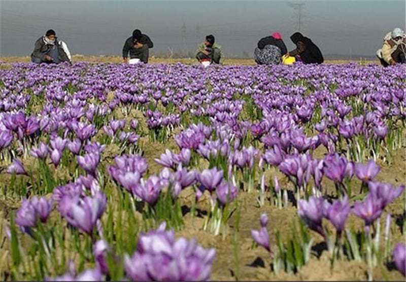 red saffron in Tennessee,saffron shop in Tennessee, saffron,iran saffron in TN,persian saffron in TN,iranian saffron in TN,price of saffron in TN,saffron in TN,saffron companies in TN,saffron price in TN,