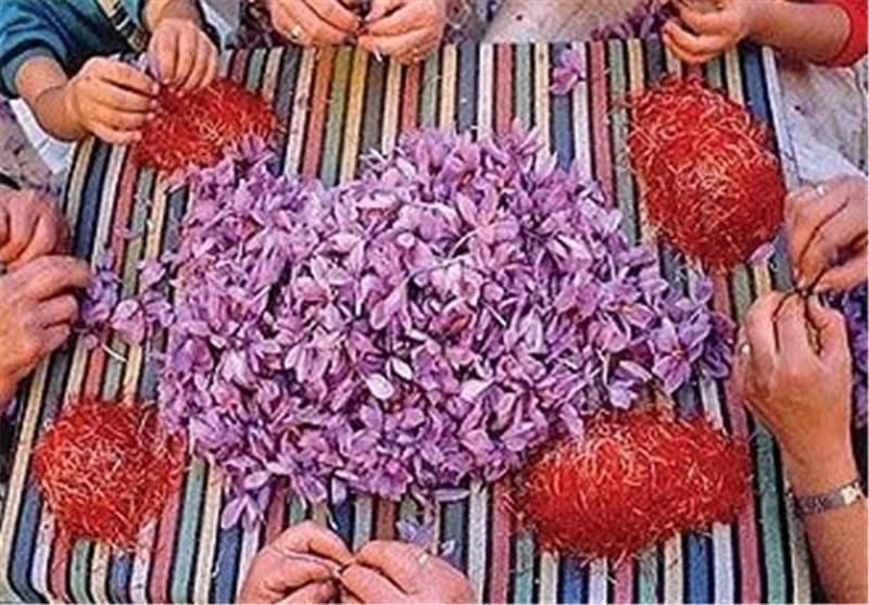 saffron iran in TN,saffron shop in TN,buy saffron in TN,buy persian saffron in TN,purchase saffron in TN,major purchase in TN,red saffron in TN,saffron shop in TN, saffron,iran saffron in Texas,
