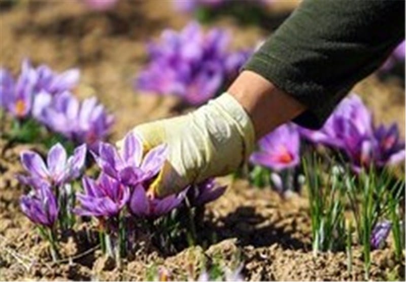purchase saffron in Texas,major purchase in Texas,red saffron in Texas,saffron shop in Texas, saffron,iran saffron in TX,persian saffron in TX,iranian saffron in TX,price of saffron in TX,saffron in TX,