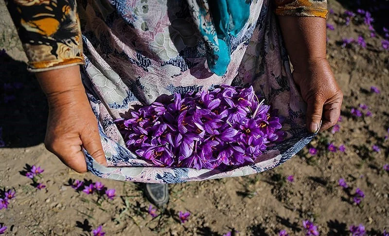 saffron iran in Utah,saffron shop in Utah,buy saffron in Utah,buy persian saffron in Utah,purchase saffron in Utah,major purchase in Utah,red saffron in Utah,saffron shop in Utah, saffron,iran saffron in UT,