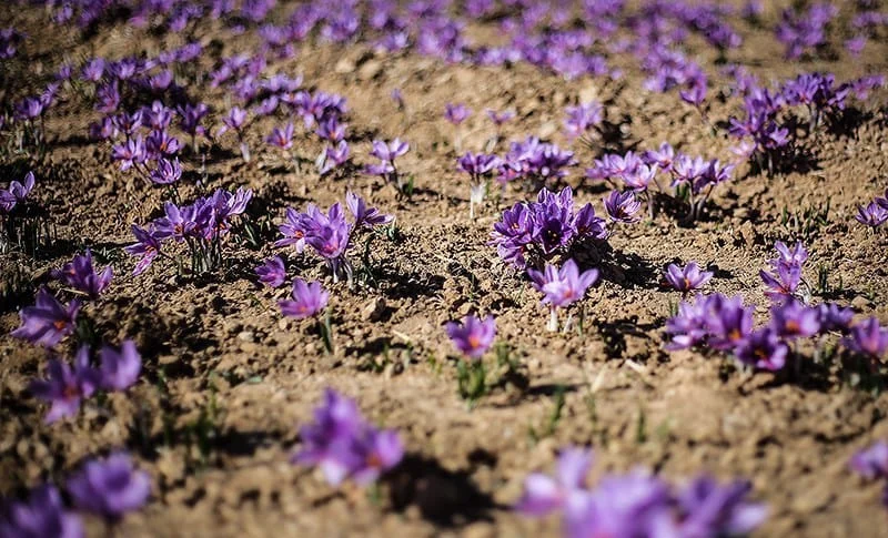 persian saffron in UT,iranian saffron in UT,price of saffron in UT,saffron in UT,saffron companies in UT,saffron price in UT,saffron iran in UT,saffron shop in UT,buy saffron in UT,buy persian saffron in UT,