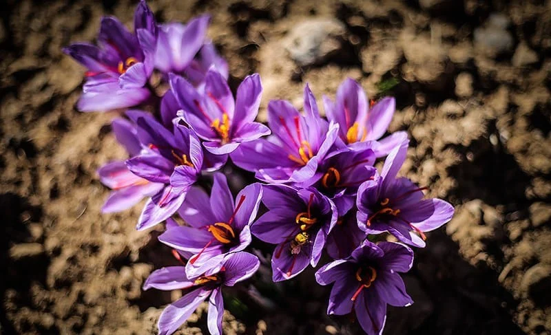 purchase saffron in UT,major purchase in UT,red saffron in UT,saffron shop in UT, saffron,iran saffron in Vermont,persian saffron in Vermont,iranian saffron in Vermont,price of saffron in Vermont,saffron in Vermont,