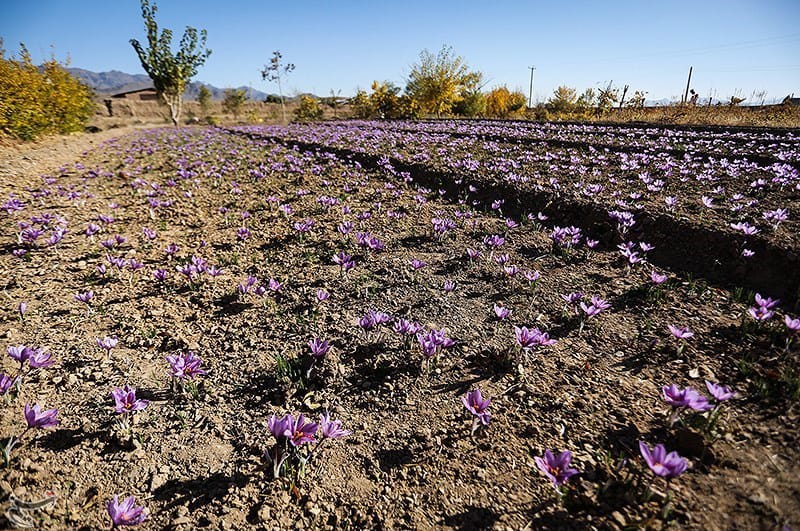 saffron companies in Vermont,saffron price in Vermont,saffron iran in Vermont,saffron shop in Vermont,buy saffron in Vermont,buy persian saffron in Vermont,purchase saffron in Vermont,major purchase in Vermont,red saffron in Vermont,saffron shop in Vermont,
