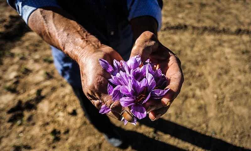 saffron,iran saffron in VT,persian saffron in VT,iranian saffron in VT,price of saffron in VT,saffron in VT,saffron companies in VT,saffron price in VT,saffron iran in VT,saffron shop in VT,buy saffron in VT,