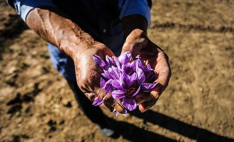 saffron companies in Virginia,saffron price in Virginia,saffron iran in Virginia,saffron shop in Virginia,buy saffron in Virginia,buy persian saffron in Virginia,purchase saffron in Virginia,major purchase in Virginia,red saffron in Virginia,saffron shop in Virginia,