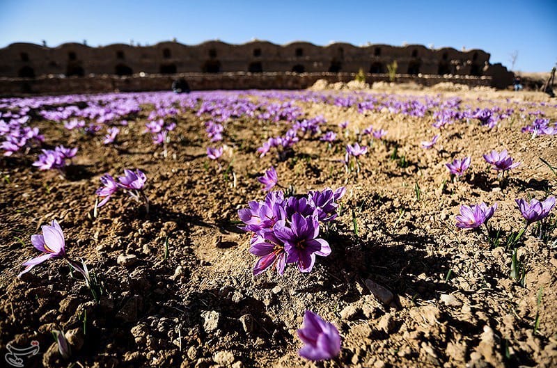 saffron,iran saffron in Washington,persian saffron in Washington,iranian saffron in Washington,price of saffron in Washington,saffron in Washington,saffron companies in Washington,saffron price in Washington,saffron iran in Washington,saffron shop in Washington,
