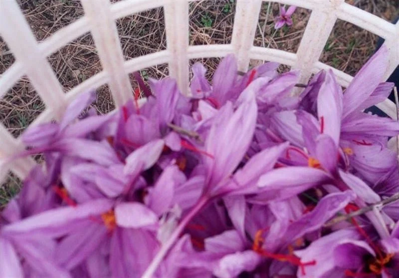 buy saffron in Washington,buy persian saffron in Washington,purchase saffron in Washington,major purchase in Washington,red saffron in Washington,saffron shop in Washington, saffron,iran saffron in WA,persian saffron in WA,iranian saffron in WA,