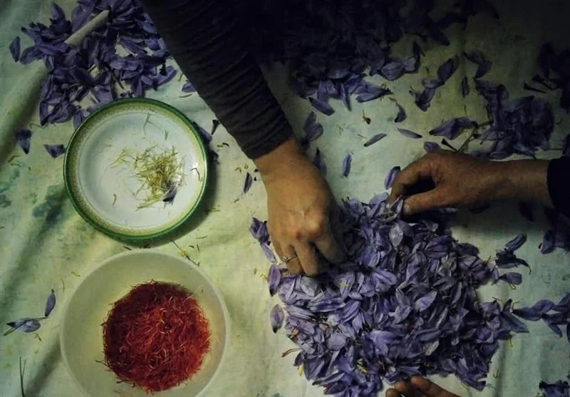 price of saffron in WA,saffron in WA,saffron companies in WA,saffron price in WA,saffron iran in WA,saffron shop in WA,buy saffron in WA,buy persian saffron in WA,purchase saffron in WA,major purchase in WA,