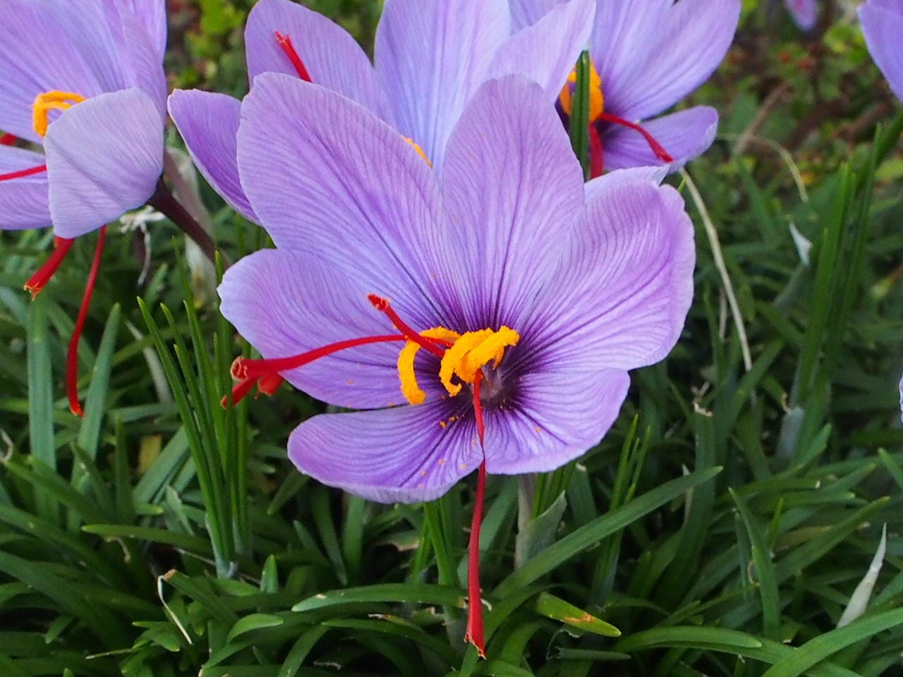 iranian saffron in Wisconsin,price of saffron in Wisconsin,saffron in Wisconsin,saffron companies in Wisconsin,saffron price in Wisconsin,saffron iran in Wisconsin,saffron shop in Wisconsin,buy saffron in Wisconsin,buy persian saffron in Wisconsin,purchase saffron in Wisconsin,
