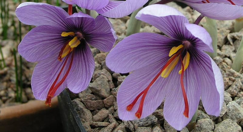 saffron,iran saffron in WY,persian saffron in WY,iranian saffron in WY,price of saffron in WY,saffron in WY,saffron companies in WY,saffron price in WY,saffron iran in WY,saffron shop in WY,buy saffron in WY,