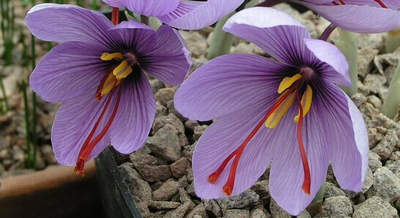 saffron,iran saffron in WY,persian saffron in WY,iranian saffron in WY,price of saffron in WY,saffron in WY,saffron companies in WY,saffron price in WY,saffron iran in WY,saffron shop in WY,buy saffron in WY,