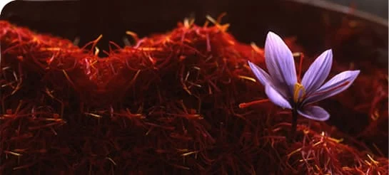 red saffron in Los Angeles,saffron shop in Los Angeles, ,saffron,iran saffron in Chicago,persian saffron in Chicago,iranian saffron in Chicago,price of saffron in Chicago,saffron in Chicago,saffron companies in Chicago,saffron price in Chicago,