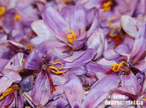 iran saffron in Houston,persian saffron in Houston,iranian saffron in Houston,price of saffron in Houston,saffron in Houston,saffron companies in Houston,saffron price in Houston,saffron iran in Houston,saffron shop in Houston,buy saffron in Houston,