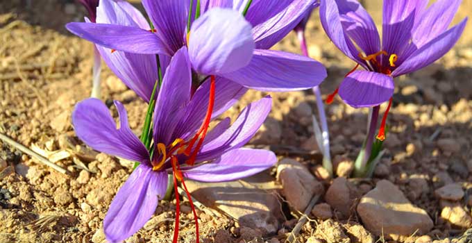 saffron price in San Diego,saffron iran in San Diego,saffron shop in San Diego,buy saffron in San Diego,buy persian saffron in San Diego,purchase saffron in San Diego,major purchase in San Diego,red saffron in San Diego,saffron shop in San Diego, ,saffron,