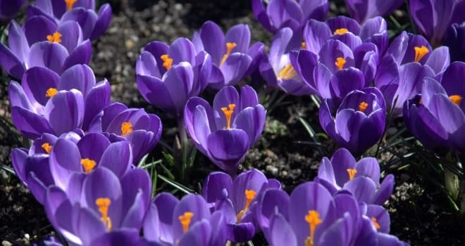 iran saffron in Dallas,persian saffron in Dallas,iranian saffron in Dallas,price of saffron in Dallas,saffron in Dallas,saffron companies in Dallas,saffron price in Dallas,saffron iran in Dallas,saffron shop in Dallas,buy saffron in Dallas,