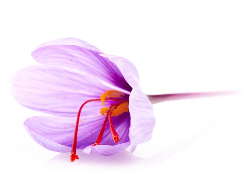 buy persian saffron in Dallas,purchase saffron in Dallas,major purchase in Dallas,red saffron in Dallas,saffron shop in Dallas, ,saffron,iran saffron in San Jose,persian saffron in San Jose,iranian saffron in San Jose,price of saffron in San Jose,