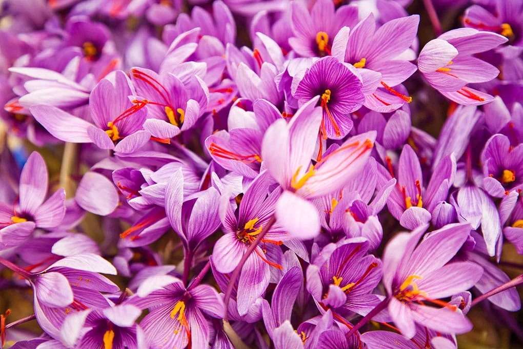 saffron shop in San Jose,,saffron,iran saffron in Austin,persian saffron in Austin,iranian saffron in Austin,price of saffron in Austin,saffron in Austin,saffron companies in Austin,saffron price in Austin,saffron iran in Austin,
