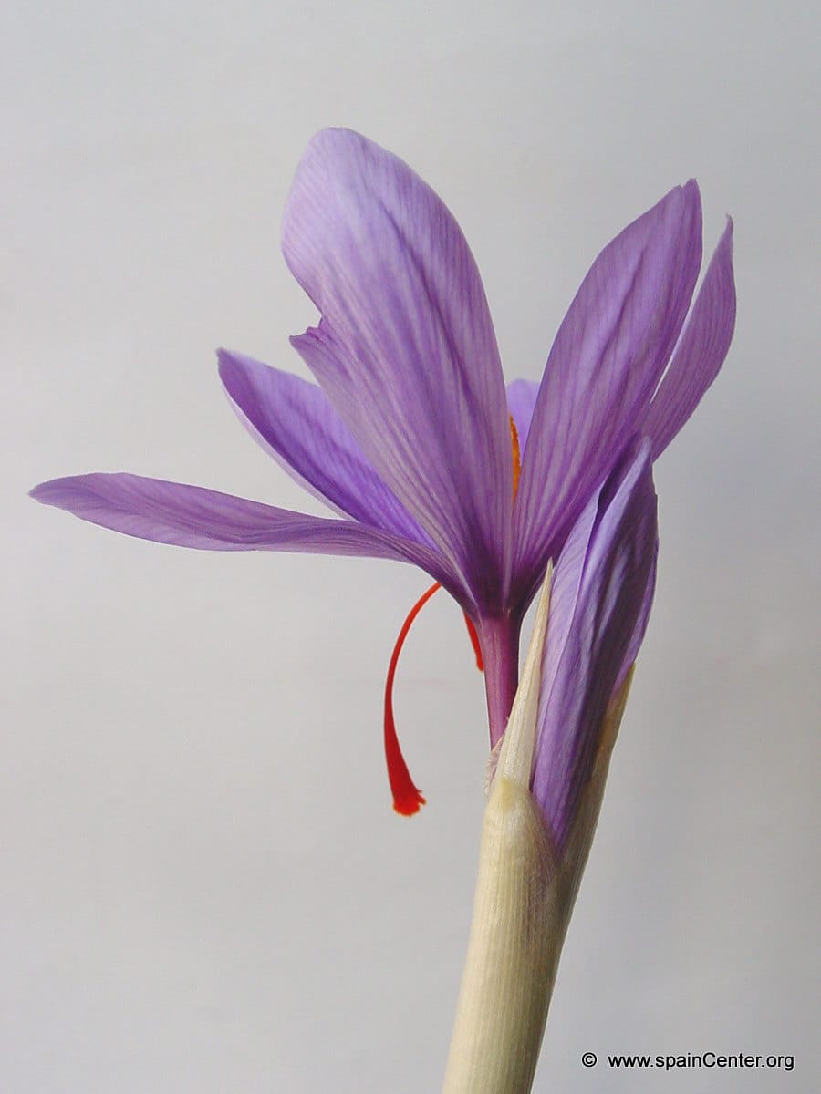 buy persian saffron in Columbus,purchase saffron in Columbus,major purchase in Columbus,red saffron in Columbus,saffron shop in Columbus, ,saffron,iran saffron in Indianapolis,persian saffron in Indianapolis,iranian saffron in Indianapolis,price of saffron in Indianapolis,
