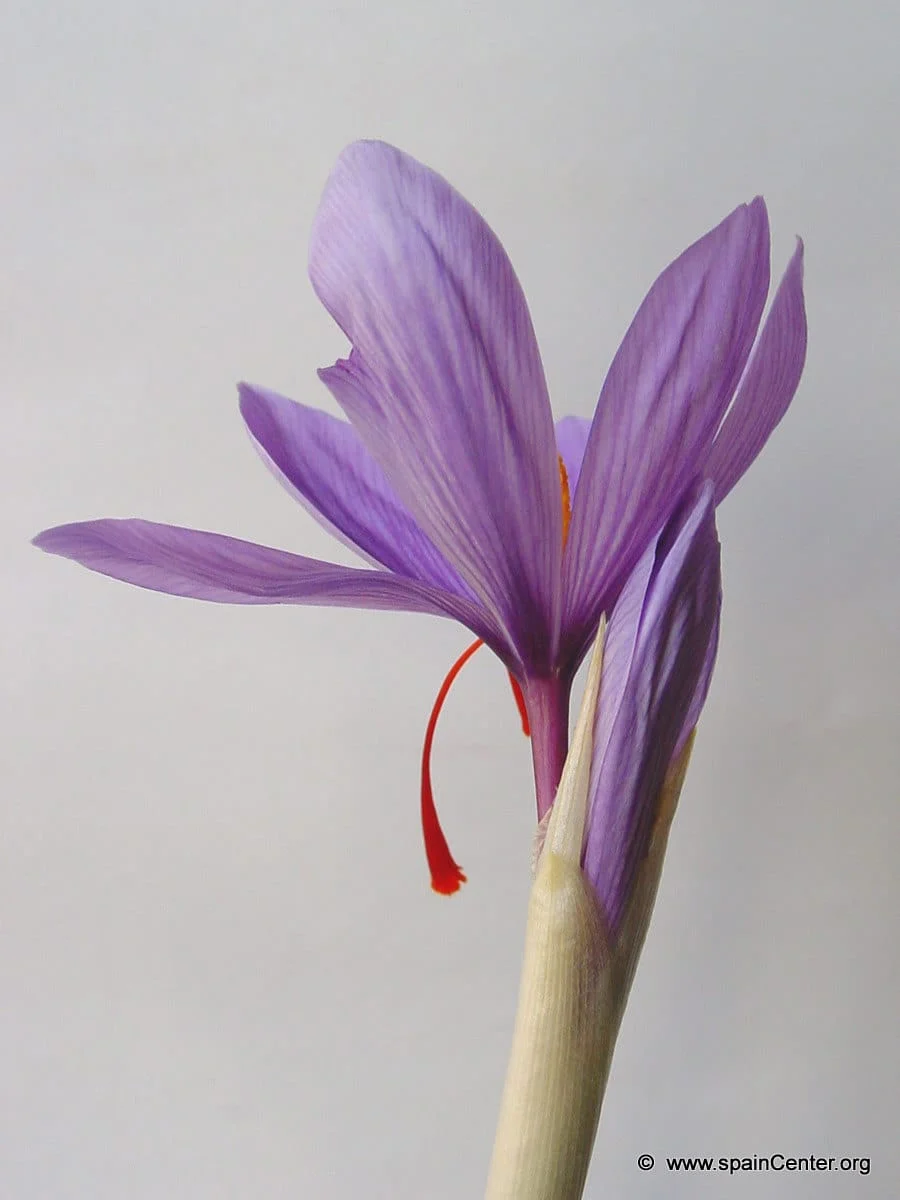 buy persian saffron in Columbus,purchase saffron in Columbus,major purchase in Columbus,red saffron in Columbus,saffron shop in Columbus, ,saffron,iran saffron in Indianapolis,persian saffron in Indianapolis,iranian saffron in Indianapolis,price of saffron in Indianapolis,