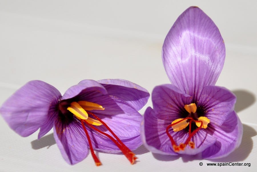 saffron in Indianapolis,saffron companies in Indianapolis,saffron price in Indianapolis,saffron iran in Indianapolis,saffron shop in Indianapolis,buy saffron in Indianapolis,buy persian saffron in Indianapolis,purchase saffron in Indianapolis,major purchase in Indianapolis,red saffron in Indianapolis,