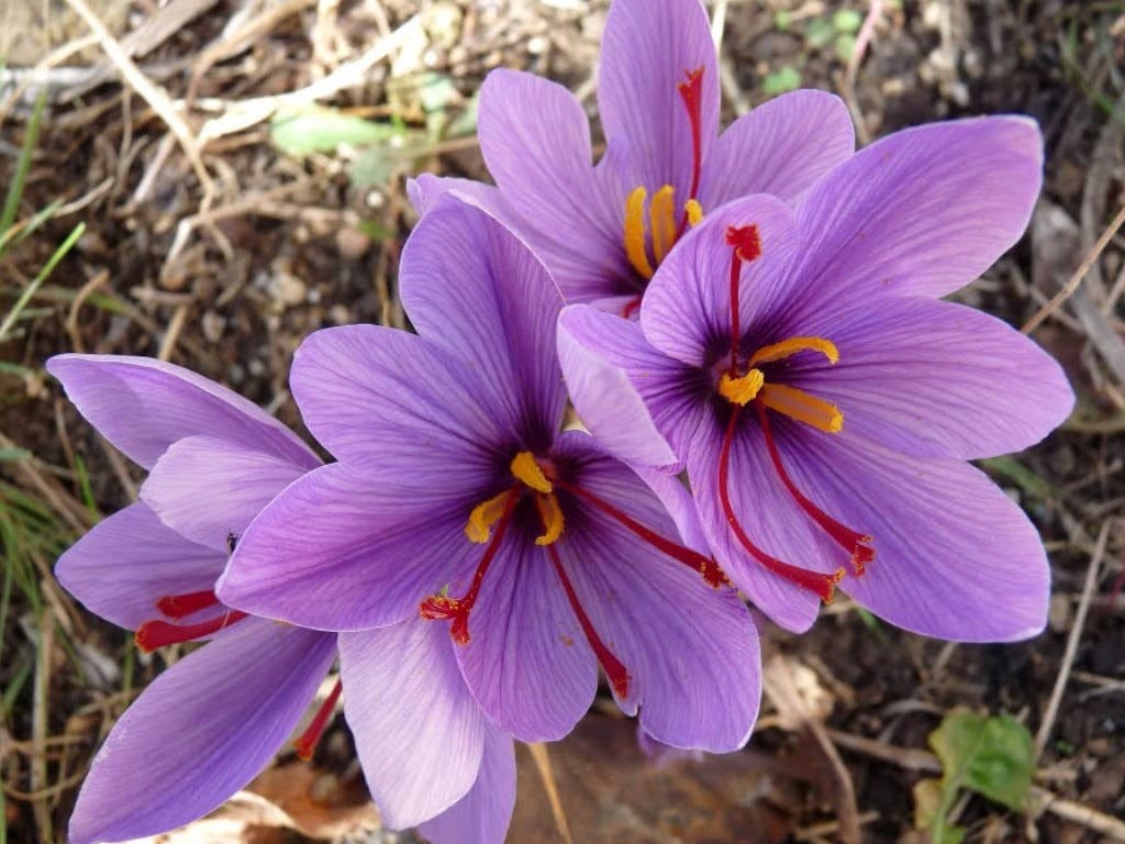 major purchase in Charlotte,red saffron in Charlotte,saffron shop in Charlotte, ,saffron,iran saffron in Seattle,persian saffron in Seattle,iranian saffron in Seattle,price of saffron in Seattle,saffron in Seattle,saffron companies in Seattle,