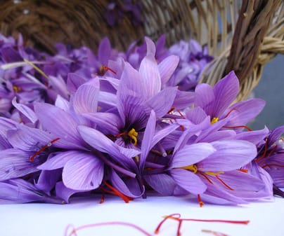saffron price in Seattle,saffron iran in Seattle,saffron shop in Seattle,buy saffron in Seattle,buy persian saffron in Seattle,purchase saffron in Seattle,major purchase in Seattle,red saffron in Seattle,saffron shop in Seattle, ,saffron,