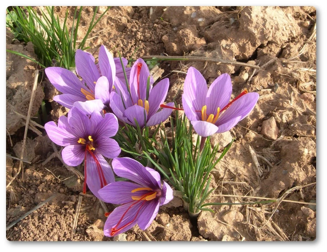 iran saffron in Denver,persian saffron in Denver,iranian saffron in Denver,price of saffron in Denver,saffron in Denver,saffron companies in Denver,saffron price in Denver,saffron iran in Denver,saffron shop in Denver,buy saffron in Denver,