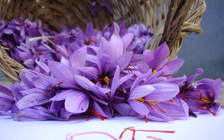 buy persian saffron in Denver,purchase saffron in Denver,major purchase in Denver,red saffron in Denver,saffron shop in Denver, ,saffron,iran saffron in El Paso,persian saffron in El Paso,