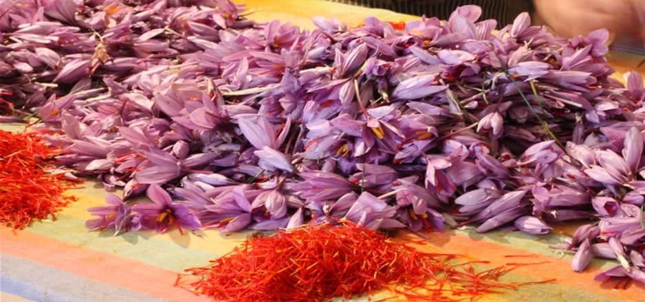 buy persian saffron in Boston,purchase saffron in Boston,major purchase in Boston,red saffron in Boston,saffron shop in Boston, ,saffron,iran saffron in Detroit,persian saffron in Detroit,iranian saffron in Detroit,