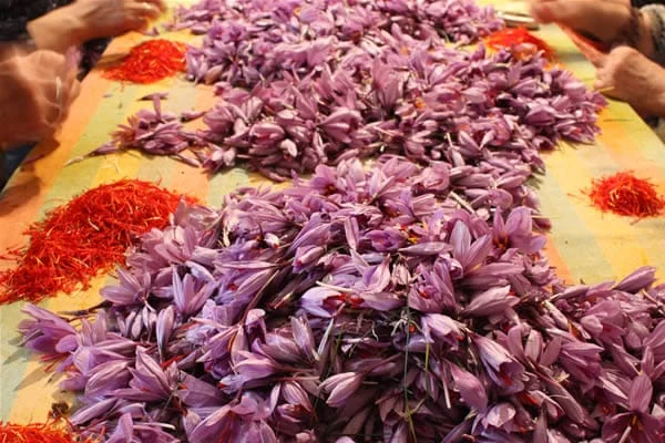 red saffron in Detroit,saffron shop in Detroit, ,saffron,iran saffron in Nashville,persian saffron in Nashville,iranian saffron in Nashville,price of saffron in Nashville,saffron in Nashville,saffron companies in Nashville,saffron price in Nashville,