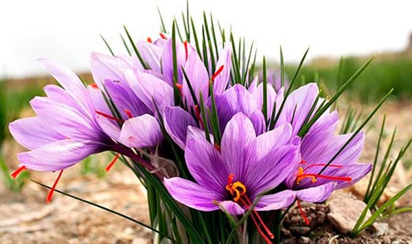 buy persian saffron in Oklahoma City,purchase saffron in Oklahoma City,major purchase in Oklahoma City,red saffron in Oklahoma City,saffron shop in Oklahoma City, ,saffron,iran saffron in Las Vegas,persian saffron in Las Vegas,iranian saffron in Las Vegas,price of saffron in Las Vegas,