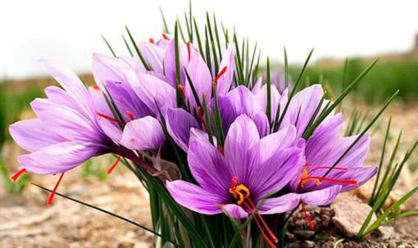 buy persian saffron in Oklahoma City,purchase saffron in Oklahoma City,major purchase in Oklahoma City,red saffron in Oklahoma City,saffron shop in Oklahoma City, ,saffron,iran saffron in Las Vegas,persian saffron in Las Vegas,iranian saffron in Las Vegas,price of saffron in Las Vegas,