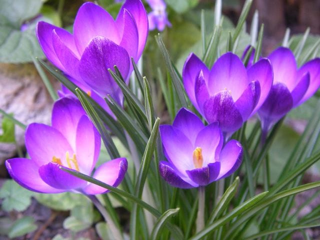 saffron shop in Louisville,buy saffron in Louisville,buy persian saffron in Louisville,purchase saffron in Louisville,major purchase in Louisville,red saffron in Louisville,saffron shop in Louisville, ,saffron,iran saffron in Baltimore,persian saffron in Baltimore,