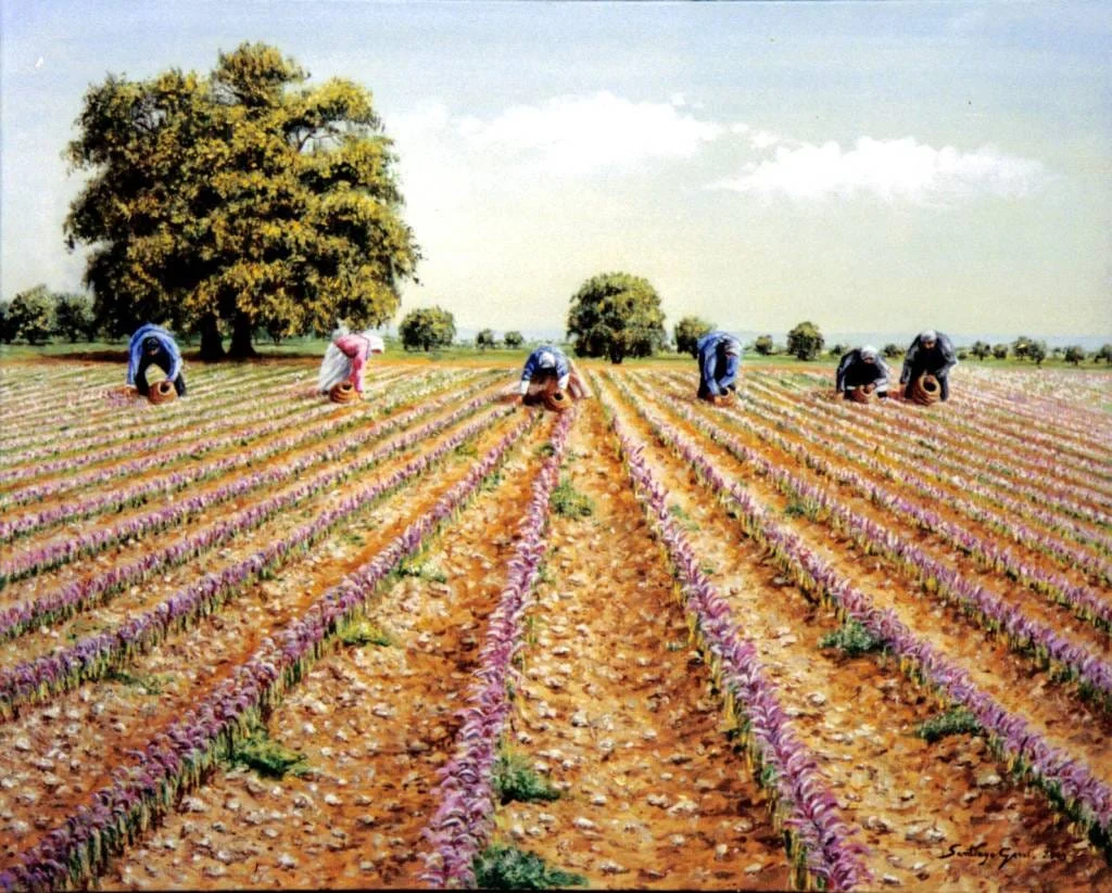 major purchase in Baltimore,red saffron in Baltimore,saffron shop in Baltimore, ,saffron,iran saffron in Milwaukee,persian saffron in Milwaukee,iranian saffron in Milwaukee,price of saffron in Milwaukee,