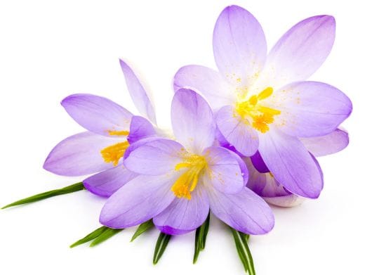 saffron shop in Milwaukee,,saffron,iran saffron in Albuquerque,persian saffron in Albuquerque,iranian saffron in Albuquerque,price of saffron in Albuquerque,saffron in Albuquerque,saffron companies in Albuquerque,saffron price in Albuquerque,saffron iran in Albuquerque,