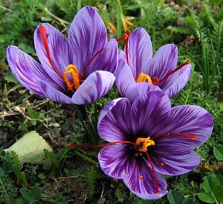 saffron shop in Albuquerque,buy saffron in Albuquerque,buy persian saffron in Albuquerque,purchase saffron in Albuquerque,major purchase in Albuquerque,red saffron in Albuquerque,saffron shop in Albuquerque, ,saffron,iran saffron in Tucson,persian saffron in Tucson,