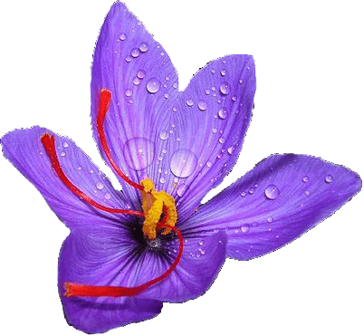 saffron shop in Kansas City,buy saffron in Kansas City,buy persian saffron in Kansas City,purchase saffron in Kansas City,major purchase in Kansas City,red saffron in Kansas City,saffron shop in Kansas City, ,saffron,iran saffron in Atlanta,persian saffron in Atlanta,iranian saffron in Atlanta,