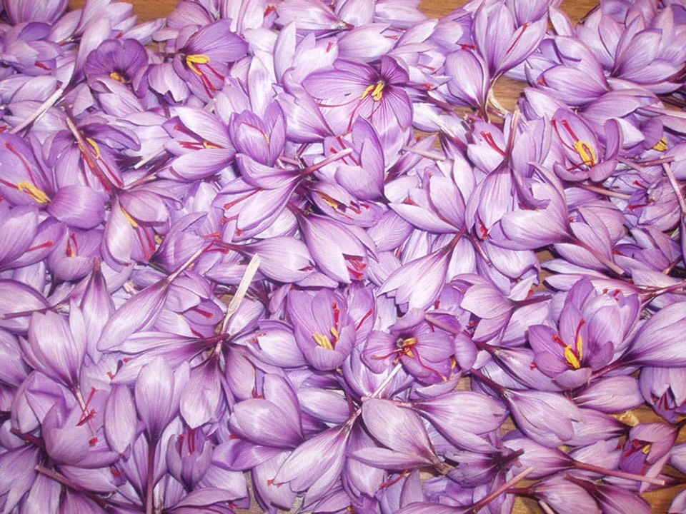price of saffron in Atlanta,saffron in Atlanta,saffron companies in Atlanta,saffron price in Atlanta,saffron iran in Atlanta,saffron shop in Atlanta,buy saffron in Atlanta,buy persian saffron in Atlanta,purchase saffron in Atlanta,major purchase in Atlanta,