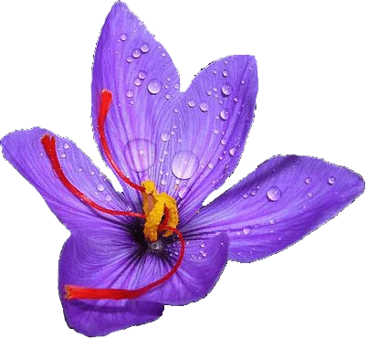 red saffron in Atlanta,saffron shop in Atlanta,,saffron,iran saffron in Long Beach,persian saffron in Long Beach,iranian saffron in Long Beach,price of saffron in Long Beach,saffron in Long Beach,saffron companies in Long Beach,saffron price in Long Beach,