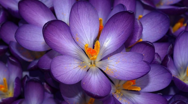 buy saffron in Colorado Springs,buy persian saffron in Colorado Springs,purchase saffron in Colorado Springs,major purchase in Colorado Springs,red saffron in Colorado Springs,saffron shop in Colorado Springs, ,saffron,iran saffron in Raleigh,persian saffron in Raleigh,iranian saffron in Raleigh,