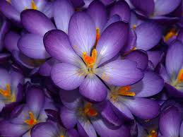 buy saffron in Oakland,buy persian saffron in Oakland,purchase saffron in Oakland,major purchase in Oakland,red saffron in Oakland,saffron shop in Oakland, ,saffron,iran saffron in Minneapolis,persian saffron in Minneapolis,iranian saffron in Minneapolis,