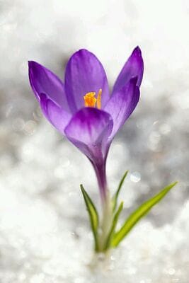 red saffron in Minneapolis,saffron shop in Minneapolis,,saffron,iran saffron in Tulsa,persian saffron in Tulsa,iranian saffron in Tulsa,price of saffron in Tulsa,saffron in Tulsa,saffron companies in Tulsa,saffron price in Tulsa,