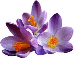 buy saffron in Wichita,buy persian saffron in Wichita,purchase saffron in Wichita,major purchase in Wichita,red saffron in Wichita,saffron shop in Wichita, ,saffron,iran saffron in Cleveland,persian saffron in Cleveland,iranian saffron in Cleveland,