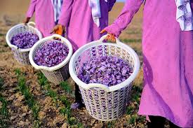 red saffron in Aurora,saffron shop in Aurora, ,saffron,iran saffron in Honolulu,persian saffron in Honolulu,iranian saffron in Honolulu,price of saffron in Honolulu,saffron in Honolulu,saffron companies in Honolulu,saffron price in Honolulu,