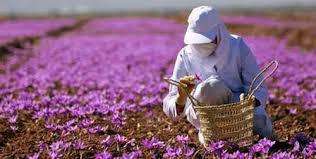 saffron iran in Honolulu,saffron shop in Honolulu,buy saffron in Honolulu,buy persian saffron in Honolulu,purchase saffron in Honolulu,major purchase in Honolulu,red saffron in Honolulu,saffron shop in Honolulu, ,saffron,iran saffron in Anaheim,