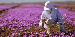 saffron iran in Honolulu,saffron shop in Honolulu,buy saffron in Honolulu,buy persian saffron in Honolulu,purchase saffron in Honolulu,major purchase in Honolulu,red saffron in Honolulu,saffron shop in Honolulu, ,saffron,iran saffron in Anaheim,