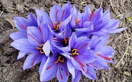 persian saffron in Anaheim,iranian saffron in Anaheim,price of saffron in Anaheim,saffron in Anaheim,saffron companies in Anaheim,saffron price in Anaheim,saffron iran in Anaheim,saffron shop in Anaheim,